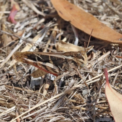 Gastrimargus musicus (Yellow-winged Locust or Grasshopper) at O'Connor, ACT - 17 Jan 2021 by ConBoekel