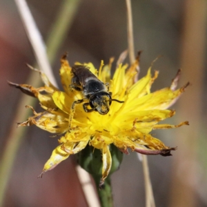 Lasioglossum (Chilalictus) lanarium at O'Connor, ACT - 18 Jan 2021