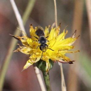 Lasioglossum (Chilalictus) lanarium at O'Connor, ACT - 18 Jan 2021