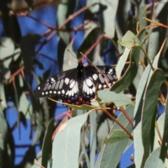 Papilio anactus (Dainty Swallowtail) at O'Connor, ACT - 18 Jan 2021 by ConBoekel