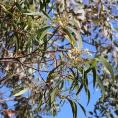 Acacia implexa at O'Connor, ACT - 18 Jan 2021