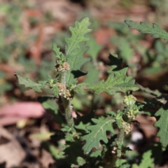 Dysphania pumilio (Small Crumbweed) at O'Connor, ACT - 17 Jan 2021 by ConBoekel