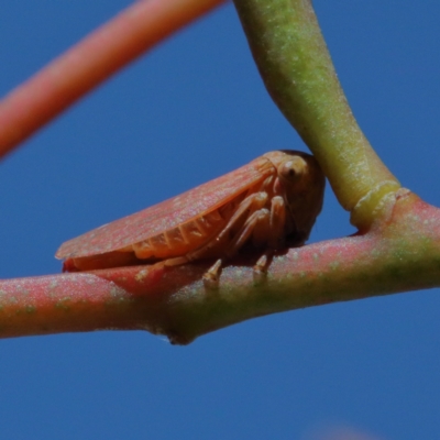 Katipo sp. (genus) (Leafhopper) at Acton, ACT - 18 Jan 2021 by ConBoekel