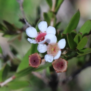 Sannantha pluriflora at O'Connor, ACT - 18 Jan 2021