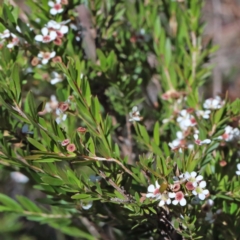 Sannantha pluriflora at O'Connor, ACT - suppressed