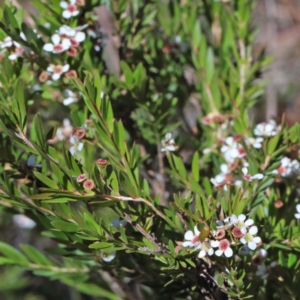 Sannantha pluriflora at O'Connor, ACT - 18 Jan 2021