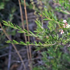 Sannantha pluriflora at O'Connor, ACT - suppressed