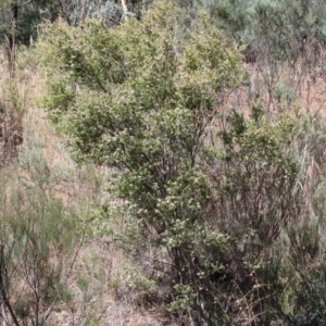 Sannantha pluriflora at O'Connor, ACT - suppressed