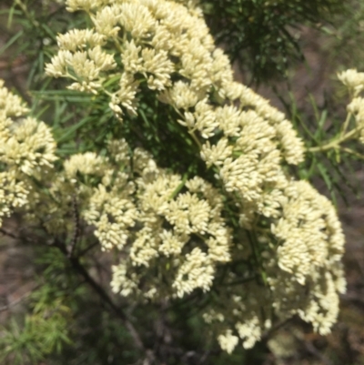 Cassinia longifolia (Shiny Cassinia, Cauliflower Bush) at Peak View, NSW - 19 Jan 2021 by Hank