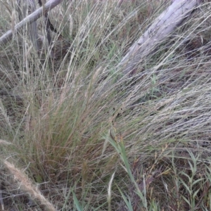 Rytidosperma pallidum at Nangus, NSW - 9 Nov 2011