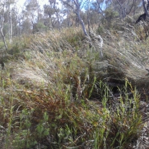 Rytidosperma pallidum at Nangus, NSW - 9 Nov 2011