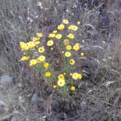 Xerochrysum viscosum (Sticky Everlasting) at Jones Creek, NSW - 5 Nov 2011 by abread111