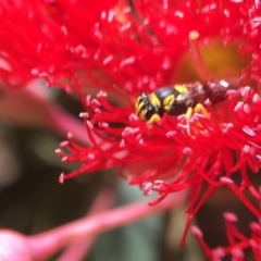 Hylaeus (Euprosopis) elegans (Harlequin Bee) at Downer, ACT - 19 Jan 2021 by PeterA