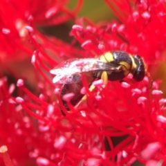 Hylaeus (Euprosopis) elegans at Downer, ACT - 19 Jan 2021 11:49 AM