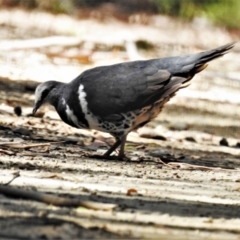 Leucosarcia melanoleuca (Wonga Pigeon) at Cotter River, ACT - 19 Jan 2021 by JohnBundock