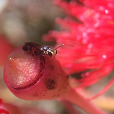 Hylaeus (Prosopisteron) littleri (Hylaeine colletid bee) at Downer, ACT - 19 Jan 2021 by PeterA