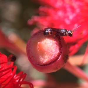 Hylaeus (Prosopisteron) littleri at Downer, ACT - 19 Jan 2021