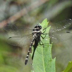 Eusynthemis guttata (Southern Tigertail) at Cotter River, ACT - 19 Jan 2021 by JohnBundock