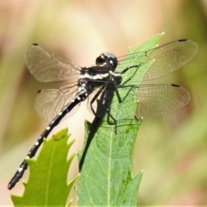 Eusynthemis guttata at Cotter River, ACT - 19 Jan 2021