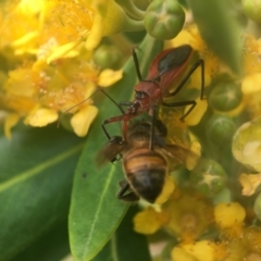 Gminatus australis (Orange assassin bug) at Yarralumla, ACT - 3 Jan 2021 by PeterA