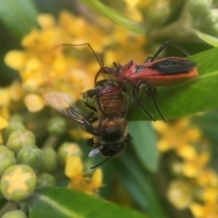 Gminatus australis at Yarralumla, ACT - 3 Jan 2021 03:51 PM