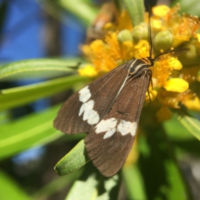 Nyctemera amicus (Senecio Moth, Magpie Moth, Cineraria Moth) at Yarralumla, ACT - 17 Jan 2021 by PeterA