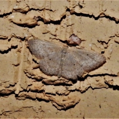 Scopula optivata (Varied Wave) at Wanniassa, ACT - 18 Jan 2021 by JohnBundock