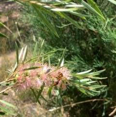 Delta bicinctum (Potter wasp) at Murrumbateman, NSW - 19 Jan 2021 by SimoneC