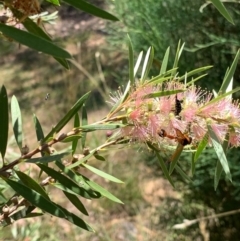 Delta bicinctum at Murrumbateman, NSW - 19 Jan 2021