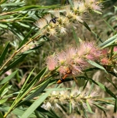 Delta bicinctum at Murrumbateman, NSW - 19 Jan 2021