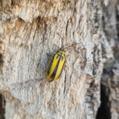 Xanthogaleruca luteola (Elm leaf beetle) at Canberra, ACT - 19 Jan 2021 by AaronClausen