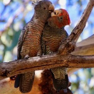 Callocephalon fimbriatum at Hughes, ACT - 19 Jan 2021