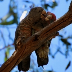 Callocephalon fimbriatum at Hughes, ACT - 19 Jan 2021