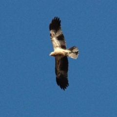 Haliastur sphenurus (Whistling Kite) at Murrumbateman, NSW - 14 Jan 2021 by davobj