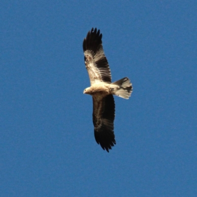 Haliastur sphenurus (Whistling Kite) at Murrumbateman, NSW - 14 Jan 2021 by davobj