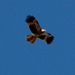 Haliastur sphenurus at Murrumbateman, NSW - 14 Jan 2021