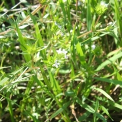 Sherardia arvensis (Field Madder) at Jones Creek, NSW - 16 Oct 2011 by abread111