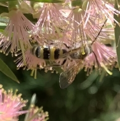 Radumeris tasmaniensis (Yellow Hairy Flower Wasp) at Murrumbateman, NSW - 19 Jan 2021 by SimoneC