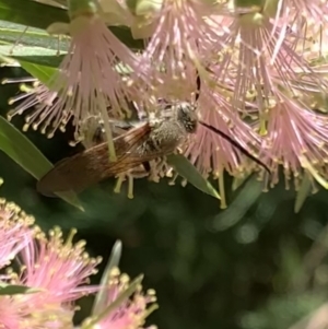 Radumeris tasmaniensis at Murrumbateman, NSW - 19 Jan 2021