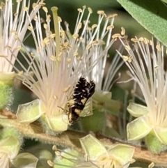 Glyphipterix chrysoplanetis at Murrumbateman, NSW - 19 Jan 2021