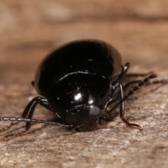 Amarygmus sp. (genus) (Darkling beetle) at Melba, ACT - 9 Jan 2021 by kasiaaus