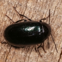 Amarygmus sp. (genus) at Melba, ACT - 9 Jan 2021