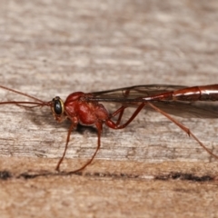 Dicamptus fuscicornis at Melba, ACT - 7 Jan 2021 11:55 PM