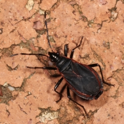 Dindymus sp. (genus) (Unidentified Dindymus bug) at Melba, ACT - 9 Jan 2021 by kasiaaus