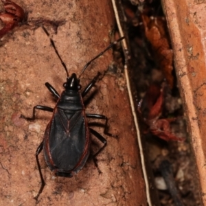 Dindymus sp. (genus) at Melba, ACT - 9 Jan 2021