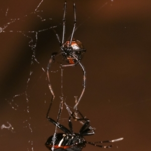 Dindymus sp. (genus) at Melba, ACT - 9 Jan 2021