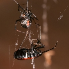 Dindymus sp. (genus) at Melba, ACT - 9 Jan 2021