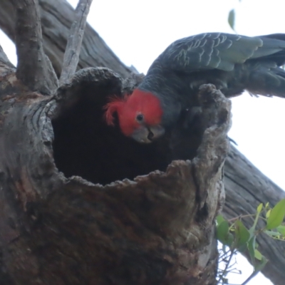 Callocephalon fimbriatum (Gang-gang Cockatoo) at Red Hill, ACT - 18 Jan 2021 by roymcd