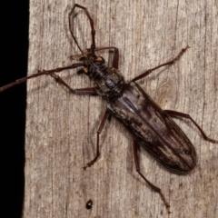 Pachydissus sp. (genus) (Longhorn or longicorn beetle) at Melba, ACT - 10 Jan 2021 by kasiaaus