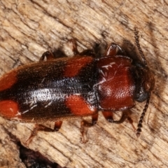 Cnecosa insueta (Fungus beetle) at Melba, ACT - 10 Jan 2021 by kasiaaus
